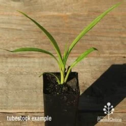 Spathoglottis Purple Haze - Native Orchid -Garden Plant Store apo spathoglottis purple haze tubestock