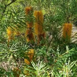 Banksia Spinulosa - Hairpin Banksia -Garden Plant Store apo spinulosa flowers2