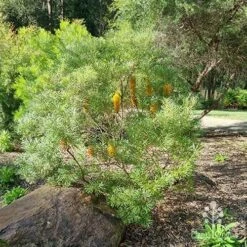 Banksia Spinulosa - Hairpin Banksia -Garden Plant Store apo spinulosa in winter