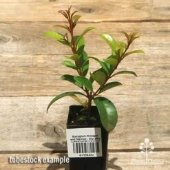 Syzygium Straight And Narrow - Lilly Pilly 13 Syzygium Straight And Narrow - Lilly Pilly -Garden Plant Store apo straight and narrow lilly pilly tubestock