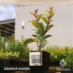 Syzygium Straight And Narrow - Lilly Pilly 11 Syzygium Straight And Narrow - Lilly Pilly -Garden Plant Store apo straight and narrow tubestock