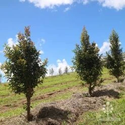 Syzygium Straight And Narrow - Lilly Pilly 10 Syzygium Straight And Narrow - Lilly Pilly -Garden Plant Store apo straight narrow nursery planting