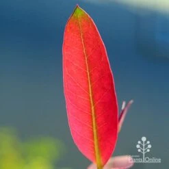 Eucalyptus Olida - Strawberry Gum