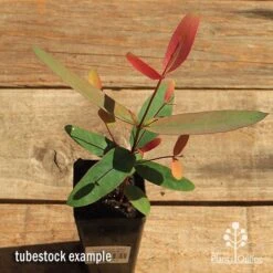 Eucalyptus Olida - Strawberry Gum -Garden Plant Store apo strawberry gum tubestock top