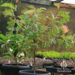 Grevillea Strawberry Pops -Garden Plant Store apo strawberry pops grevillea motherstock pot