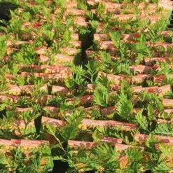 Grevillea Strawberry Pops -Garden Plant Store apo strawberry pops grrevillea tubestock labelled