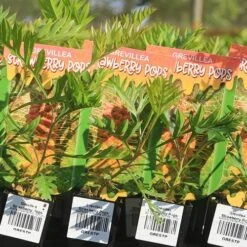 Grevillea Strawberry Pops -Garden Plant Store apo strawberry pops grrevillea tubestock labels
