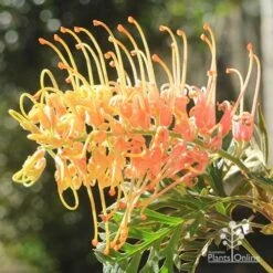 Grevillea Strawberry Pops -Garden Plant Store apo strawberry pops july