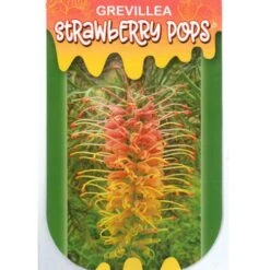Grevillea Strawberry Pops -Garden Plant Store apo strawberry pops label