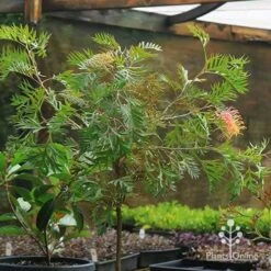 Grevillea Strawberry Pops -Garden Plant Store apo strawberry pops motherstock pot