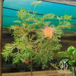 Grevillea Strawberry Pops -Garden Plant Store apo strawberry pops motherstock young