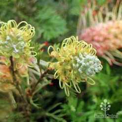 Grevillea Strawberry Sundae -Garden Plant Store apo strawberry sundae flowerbuds
