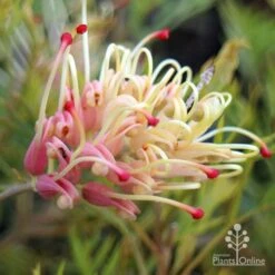 Garden Plant Store -Garden Plant Store apo strawberry sundae grevillea shade and ant