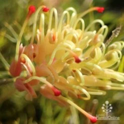 Grevillea Strawberry Sundae -Garden Plant Store apo strawberry sundae grevillea sun
