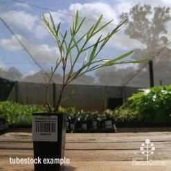 Grevillea Strawberry Sundae -Garden Plant Store apo strawberry sundae tubestock side