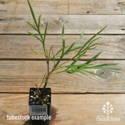 Grevillea Strawberry Sundae -Garden Plant Store apo strawberry sundae tubestock top