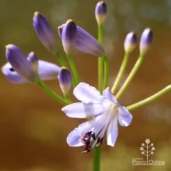 Agapanthus Streamline -Garden Plant Store apo streamline flower closeup