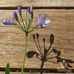 Agapanthus Streamline -Garden Plant Store apo streamline flower shadow