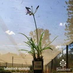 Agapanthus Streamline -Garden Plant Store apo streamline tubestock blue sky