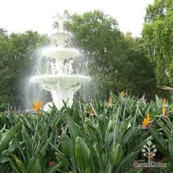 Strelitzia Reginae - Bird Of Paradise -Garden Plant Store apo strelitzia carlton gardens