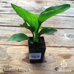 Strelitzia Reginae - Bird Of Paradise -Garden Plant Store apo strelitzia tubestock top