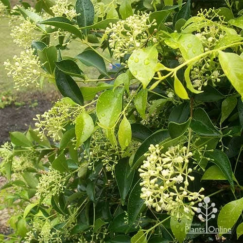 Acmena Sublime 1 Acmena Sublime