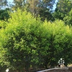 Acmena Sublime 15 Acmena Sublime -Garden Plant Store apo sublime hedge nursery