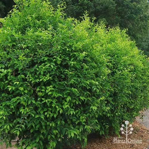 Acmena Sublime 2 Acmena Sublime - Image 2