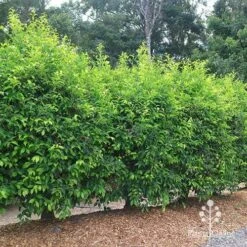 Acmena Sublime 12 Acmena Sublime -Garden Plant Store apo sublime hedge unclipped