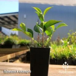 Acmena Sublime 14 Acmena Sublime -Garden Plant Store apo sublime tubestock smaller