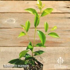 Acmena Sublime 11 Acmena Sublime -Garden Plant Store apo sublime tubestock top