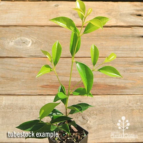 Acmena Sublime 4 Acmena Sublime - Image 4