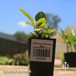 Anthurium Success Red -Garden Plant Store apo success red anthurium tubestock small