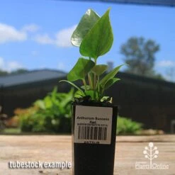 Anthurium Success Red -Garden Plant Store apo success red tubestock