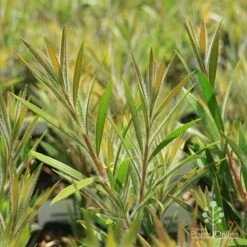 Callistemon Summer Days™ -Garden Plant Store apo summer days callistemon foliage