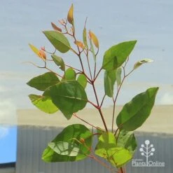 Eucalyptus Summer Scentsation - Flowering Gum -Garden Plant Store apo summer scentsation foliage
