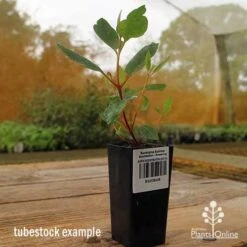 Eucalyptus Summer Scentsation - Flowering Gum -Garden Plant Store apo summer scentsation gum tubestock