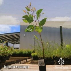 Eucalyptus Summer Scentsation - Flowering Gum -Garden Plant Store apo summer scentsation tubestock 1