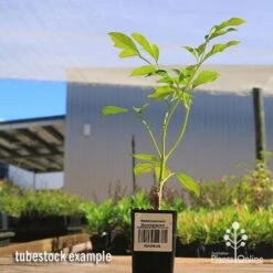 Radermachera Summerscent -Garden Plant Store apo summerscent tubestock