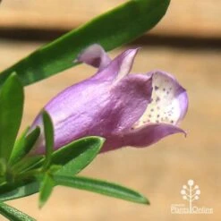 Eremophila Summertime Blue - Emu Bush -Garden Plant Store apo summertime blue eremophila flower