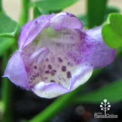 Eremophila Summertime Blue - Emu Bush -Garden Plant Store apo summertime blue eremophila flower macro