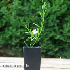 Eremophila Summertime Blue - Emu Bush -Garden Plant Store apo summertime blue eremophila tubestock