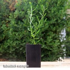 Eremophila Summertime Blue - Emu Bush -Garden Plant Store apo summertime blue eremophila tubestock2