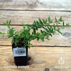 Grevillea Sunkissed -Garden Plant Store apo sunkissed tubestock