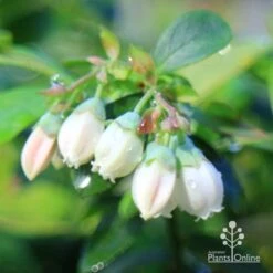 Blueberry Sunshine Blue -Garden Plant Store apo sunshine blue blueberry flowers