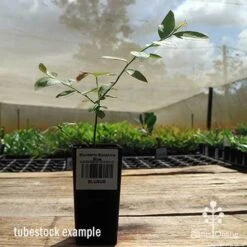 Blueberry Sunshine Blue -Garden Plant Store apo sunshine blue tubestock side