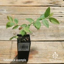 Blueberry Sunshine Blue -Garden Plant Store apo sunshine blue tubestock top