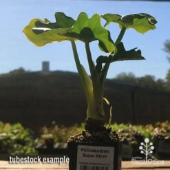 Philodendron Super Atom -Garden Plant Store apo super atom tubestock chunky