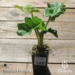 Philodendron Super Atom -Garden Plant Store apo super atom tubestock chunky top