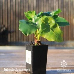 Philodendron Super Atom -Garden Plant Store apo super atom tubestock front